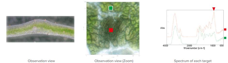 Cross section observation and FTIR spectrum comparison